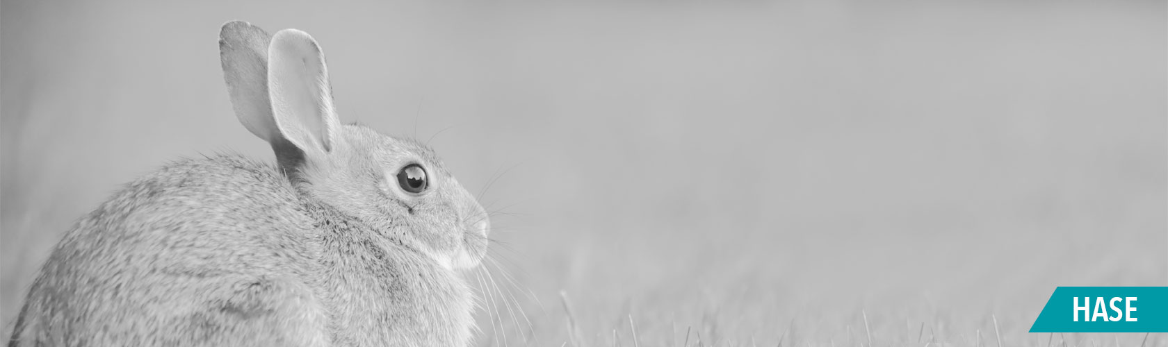 Kategorie Tierische Lieblingsstücke Hase