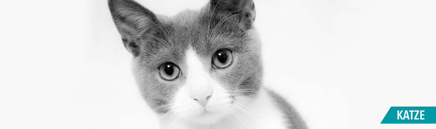 Kategorie Tierische Lieblingsstücke Katze